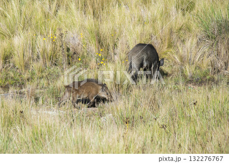 Wild boar mother and calf, Highland grasslands in Pampa de Achala , Quebrada del Condorito National Park,Cordoba province, Argentina Wild boar mother and calf, Highland grasslands in Pampa de Achala , Quebrada del Condorito National Park,Cordoba province, Argentina 132276767