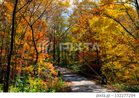 紅葉の中を走る一本道 132277204