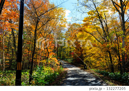 紅葉の中を走る一本道 紅葉の中を走る一本道 132277205