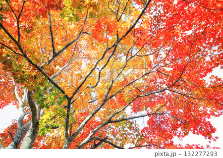 カラフルな紅葉 132277293