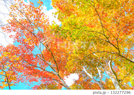 カラフルな紅葉 132277296