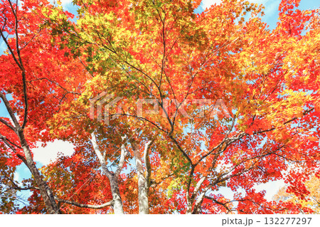 カラフルな紅葉 132277297