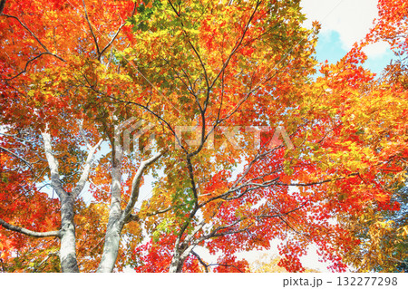 カラフルな紅葉 132277298