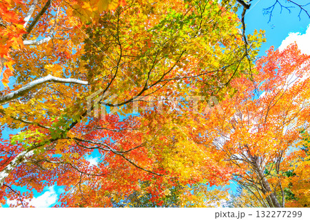 カラフルな紅葉 132277299
