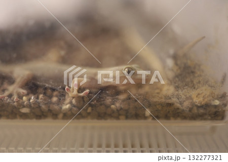 ガラス越しのまなざし 132277321