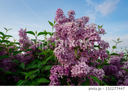 Bush of blooming purple lilac in spring garden. Lilac flowers in bloom. Branch of beautiful blossoms against blue sky. Natural background. Bush of blooming purple lilac in spring garden. Lilac flowers in bloom. Branch of beautiful blossoms against blue sky. Natural background. 132277447