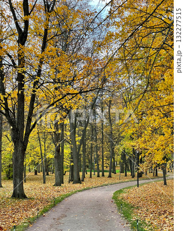 A picturesque autumn scene with a winding path surrounded by tall trees with golden fall leaves, creating a serene and colorful atmosphere. Gatchina Palace park. Seasonal vertical photo. 132277515