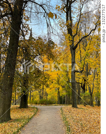 Path in the park surrounded by tall trees with bright autumn foliage. Yellow fall leaves on the ground. Atmosphere seasonal capture. 132277517