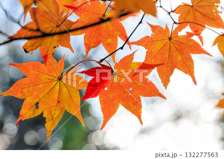 紅葉したモミジ 132277563