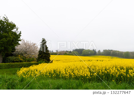 Fields with rapeseed on a foggy day. Agricultural fields. 132277647
