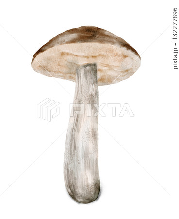 Watercolor Mushroom Illustration Capturing the Beauty of Nature in Art 132277896