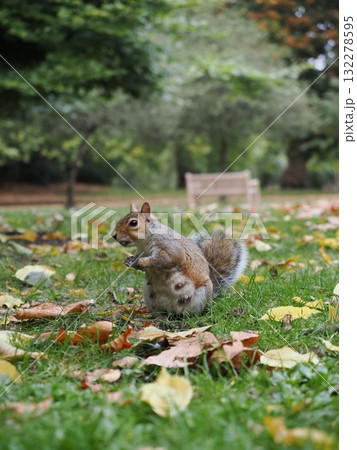 ロンドン セント・ジェームズ・パークのリス ロンドン セント・ジェームズ・パークのリス 132278595