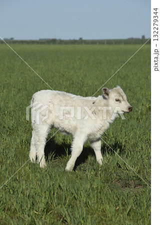 White Shorthorn calf , in Argentine countryside, La Pampa province, Patagonia, Argentina. White Shorthorn calf , in Argentine countryside, La Pampa province, Patagonia, Argentina. 132279344