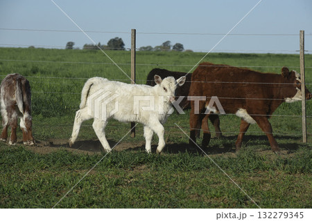 White Shorthorn calf , in Argentine countryside, La Pampa province, Patagonia, Argentina. 132279345