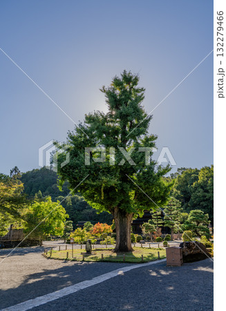 虎渓山永保寺境内の景色 虎渓山永保寺境内の景色 132279466