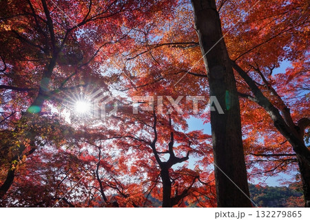 青空バックに見るカラフルな紅葉と光条のコラボ情景 青空バックに見るカラフルな紅葉と光条のコラボ情景 132279865