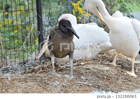 モモイロペリカンの雛 132280063