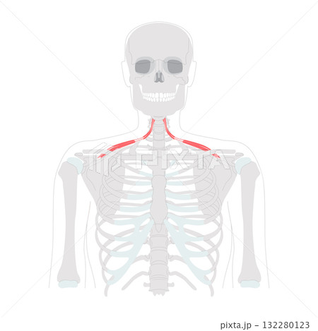 Omohyoid - Neck strap muscle illustrated in diagram, depresses and retracts hyoid bone, involved in neck tension 132280123