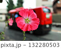 赤い小さなバスを背景にした赤いタチアオイの花 132280503