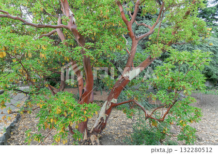Unique Red Bark Tree in a Serene Park Setting During Autumn Season Unique Red Bark Tree in a Serene Park Setting During Autumn Season 132280512