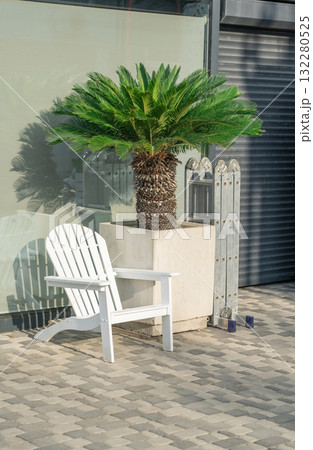 Famous Palm Tree Stands Beside a White Chair in a Sunny Outdoor Setting Famous Palm Tree Stands Beside a White Chair in a Sunny Outdoor Setting 132280525