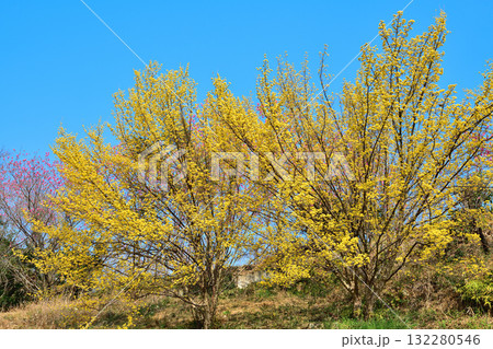 花桃の里 青空に映える満開のサンシュウ 早春の里山 東秩父村 花桃の里 青空に映える満開のサンシュウ 早春の里山 東秩父村 132280546