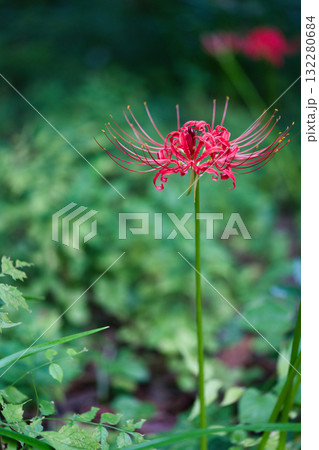 赤い彼岸花 赤い彼岸花 132280684