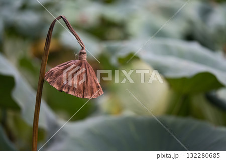 枯れた蓮の花托 132280685