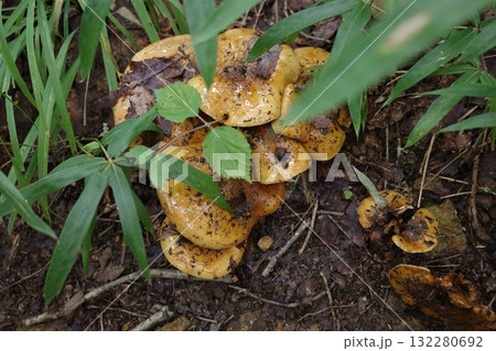 秋の森に姿を見せたフウセンタケ。 薄茶色の傘が落ち葉の中で静かに佇み秋の森にやわらかな温もりを添える 132280692