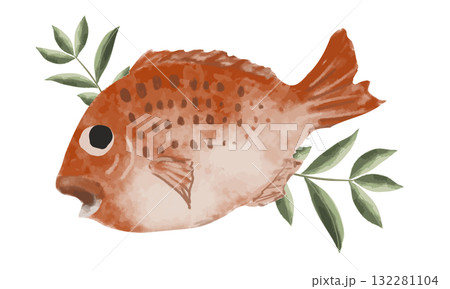 水彩で描いた鯛のイラスト 132281104