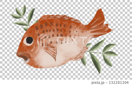 水彩で描いた鯛のイラスト 132281104