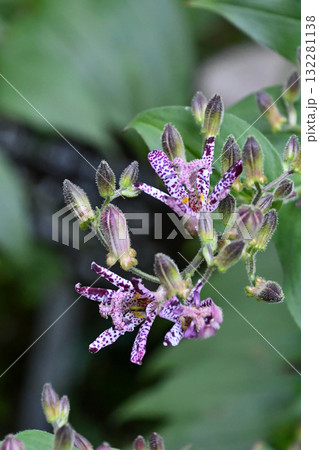 ホトトギス Toad Lily ホトトギス Toad Lily 132281138
