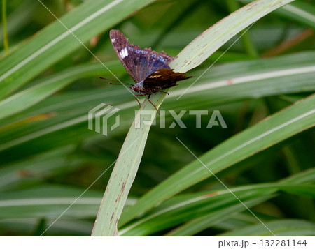 葉に止まる越冬蝶ルリタテハ 葉に止まる越冬蝶ルリタテハ 132281144