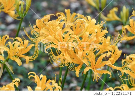 ショウキズイセン Golden spider lily ショウキズイセン Golden spider lily 132281171