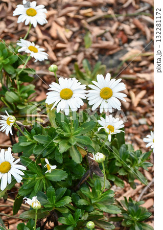 ハマギク　Nippon daisy 132281172