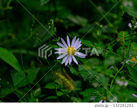 秋の山野草 キク科ノコンギクの花 秋の山野草 キク科ノコンギクの花 132281201