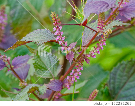 シソ科シソの開花 シソ科シソの開花 132281263