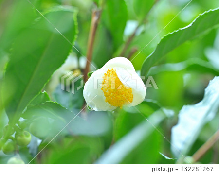 秋の茶花 秋の茶花 132281267