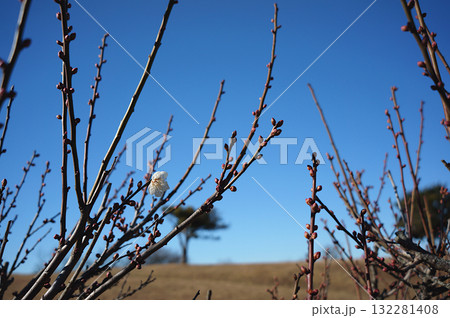 青空に映える一輪の梅 | 春の兆しを感じた田浦梅の里での探梅 132281408