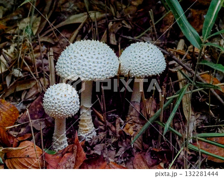 きのこワールド テングタケ科シロオニタケ きのこワールド テングタケ科シロオニタケ 132281444