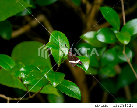 昼行性蛾　マダラガ科ホタルガ 132281520