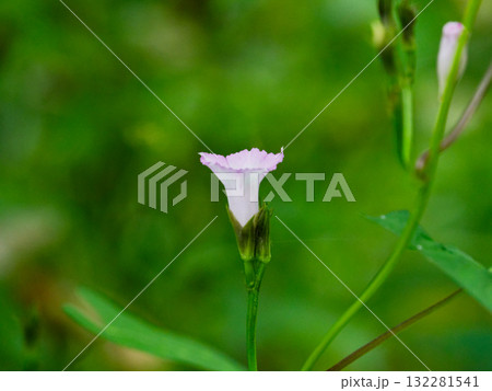 ホシアサガオの開花 132281541