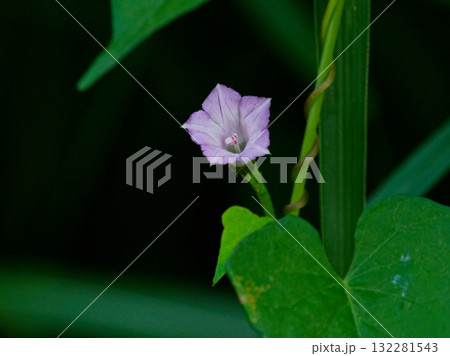 ホシアサガオの開花 ホシアサガオの開花 132281543