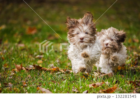 Two fluffy Havanese puppies running together toward the camera on autumn grass with fallen leaves 132281545