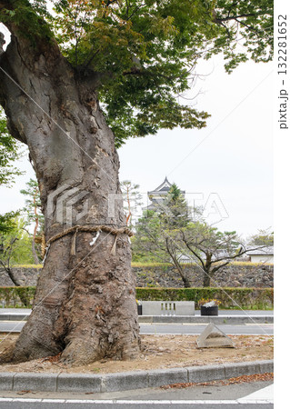 松本神社　ケヤキの巨樹と松本城　長野県 132281652