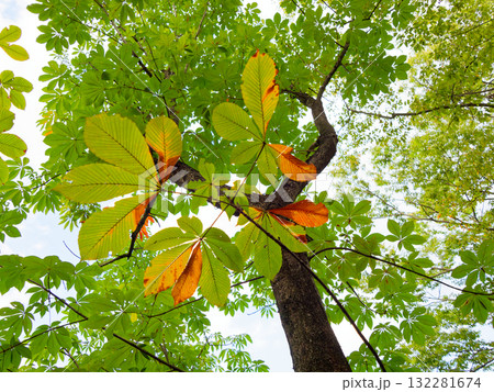 アウトドアリクリエイション  秋の森を歩く 132281674