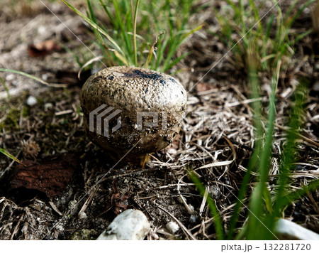 きのこワールド　ニセショウロ科コツブタケ 132281720