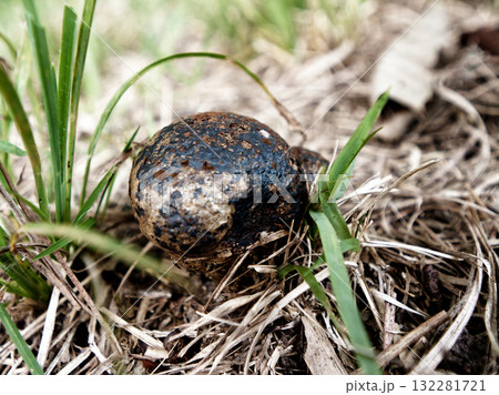 きのこワールド　ニセショウロ科コツブタケ 132281721
