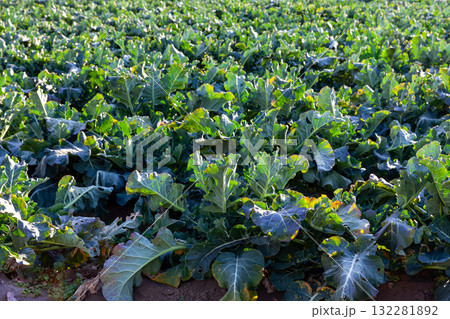畑で育つ野菜 畑で育つ野菜 132281892