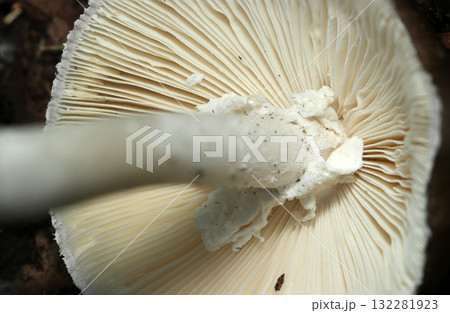 コテングタケモドキキノコの白いヒダ・内皮膜・柄アップ（アウトドアフィールド菌＆キノコ類マクロ撮影） 132281923